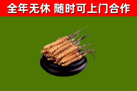 费县烟酒回收冬虫夏草.jpg