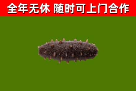 费县烟酒回收干海参.jpg